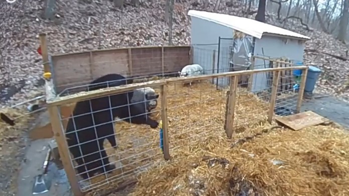 Medveď odišiel s prázdnym žalúdkom. Statočné prasiatka sa stali hitom na sociálnych sieťach