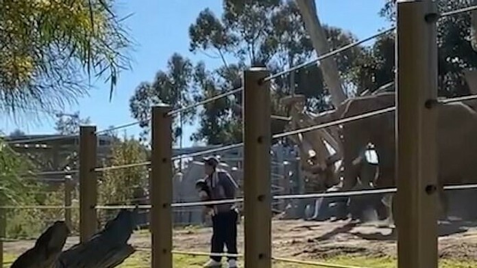 Muž sa chcel fotiť so slonmi s dcérkou vo výbehu