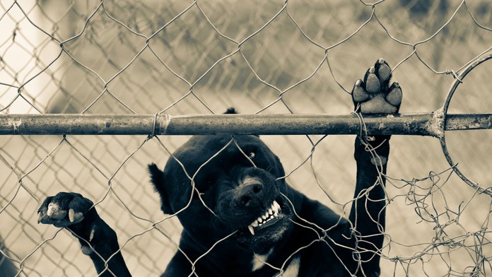 Hrozivý prípad z Poľska. Chlapec (2) prestrčil ruku cez plot, pes mu odhryzol dva prsty