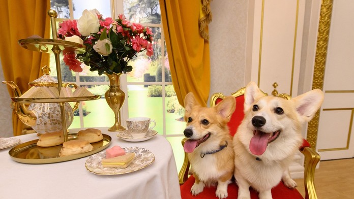 Boli jedným zo symbolov kráľovskej rodiny. Corgiov v paláci vystriedalo iné psie plemeno