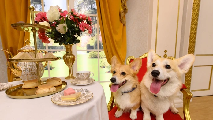 Boli jedným zo symbolov kráľovskej rodiny. Corgiov v paláci vystriedalo iné psie plemeno