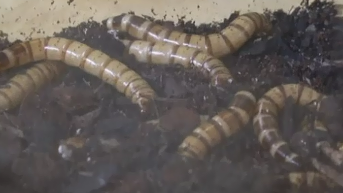 hmzy v čokoláde.png