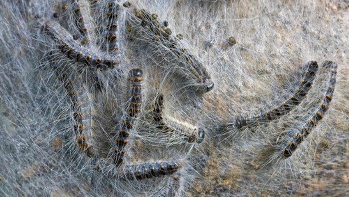 Na juhu Európy bojujú s nebezpečnými húsenicami. Dokážu spôsobiť poriadne zdravotné problémy