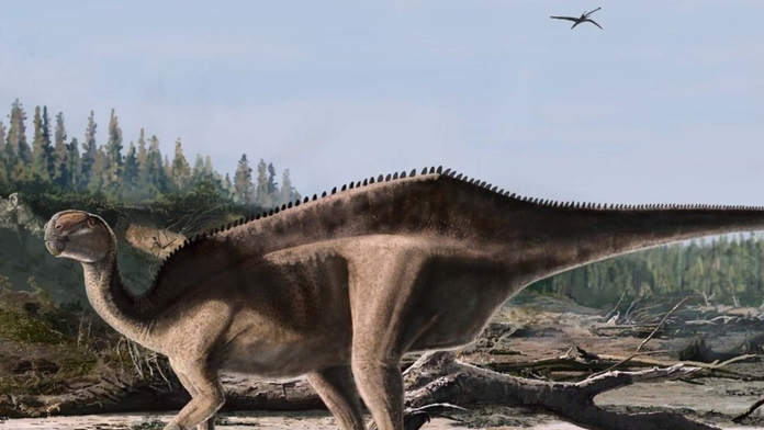 Objavili nový druh dinosaura s výraznou chrbtovou plachtou. Vedci vysvetlili, na čo slúžila