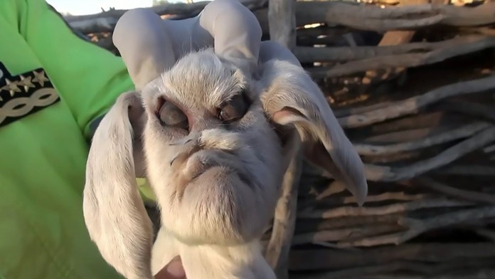 Farmárke sa narodila koza s tvárou diabla.