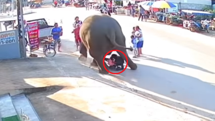 VIDEO: Rituál so slonom sa zvrtol. Niekoľkotonový kolos takmer rozdupal dvojročné dievčatko