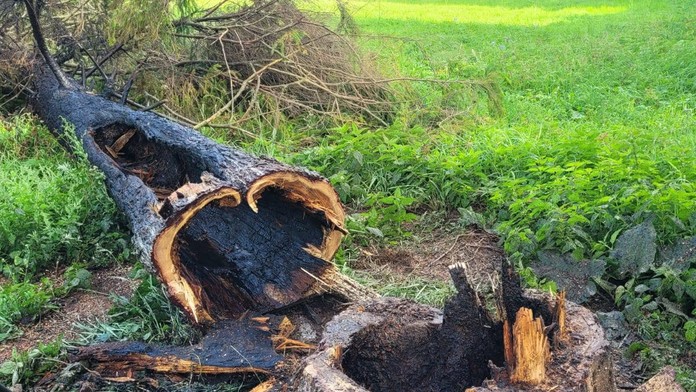 V Slovenskom raji horel strom. Má byť za tým turista, ktorý to takto odôvodnil