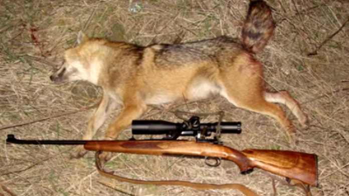 Zastrelený šakal zlatý