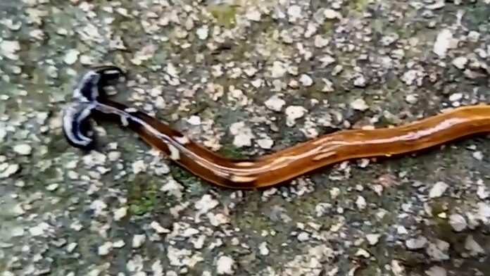 Tajomný červ v Malajzii. 