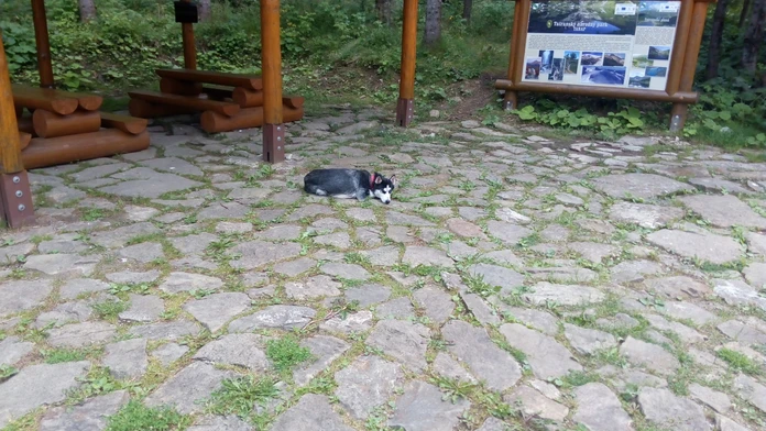 Stratený psík.