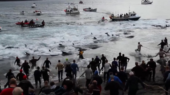 Faerčania sú schopní za sezónu zabiť aj tisíc delfínov