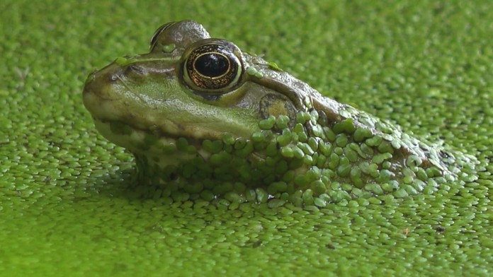 Poznatky zo skúmania fauny a flóry uplatňujú vo svete ľudí. Vďaka bionike vznikajú technológie inšpirované prírodou