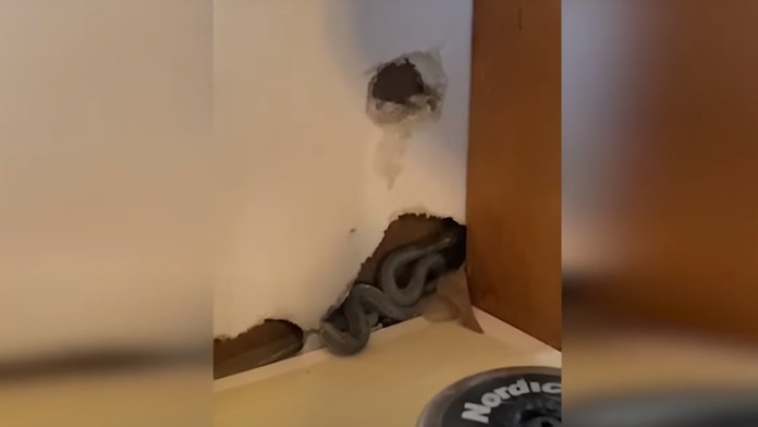 VIDEO: V dome bolo príjemne teplo. Keď sa doňho nová majiteľka nasťahovala, čakalo ju desivé prekvapenie