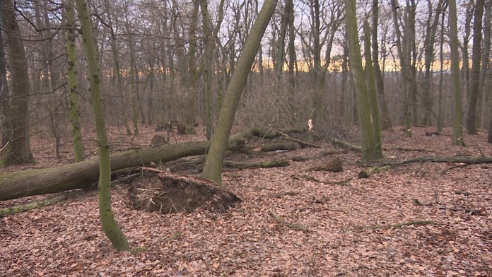 Zrútený strom v lese pod Kamzíkom.