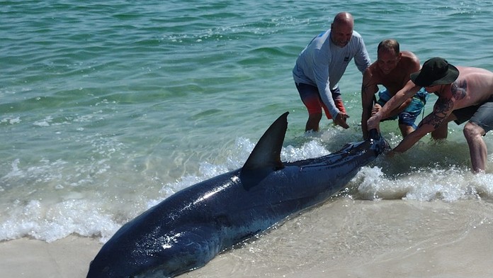 VIDEO: Turistov na pláži prekvapil obrovský žralok. Okamžite mu utekali na pomoc