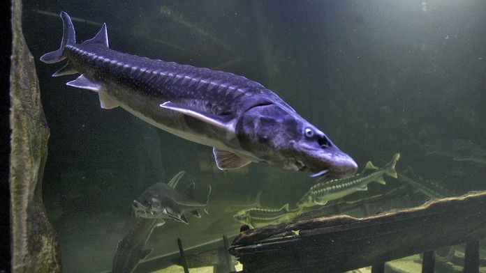 Jeseter - ilustračné foto.