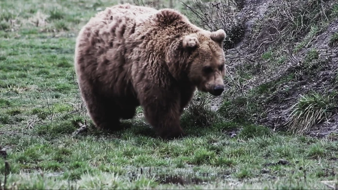 Vlak zrazil medveďa, zranená šelma ušla. V tejto časti Slovenska buďte mimoriadne opatrní