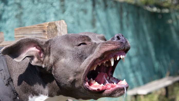 Hra so sestrou sa pre chlapca skončila katastrofou. Pitbul mu doslova roztrhal tvár