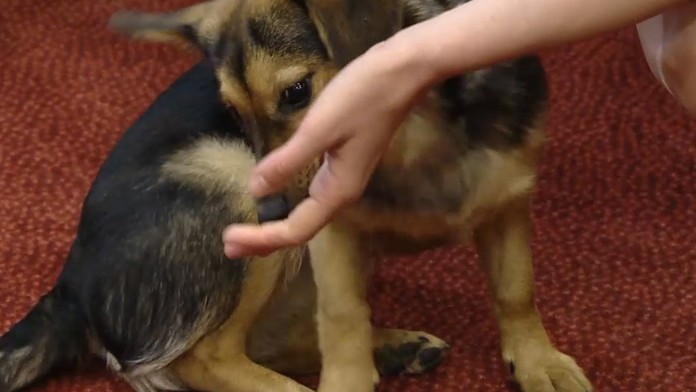 Na jar sa prebúdzajú parazity. Dajte pozor nielen na domáceho miláčika, ale aj na deti