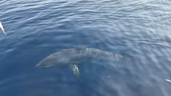 VIDEO: Hrôzostrašné stretnutie v Chorvátsku. Vedľa lode sa odrazu zjavil trojmetrový žralok
