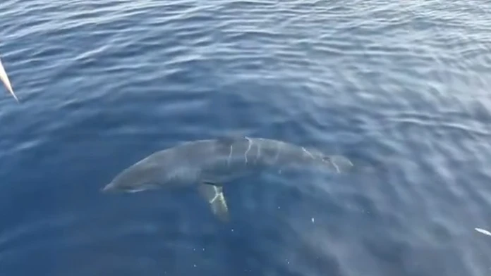 VIDEO: Hrôzostrašné stretnutie v Chorvátsku. Vedľa lode sa odrazu zjavil trojmetrový žralok