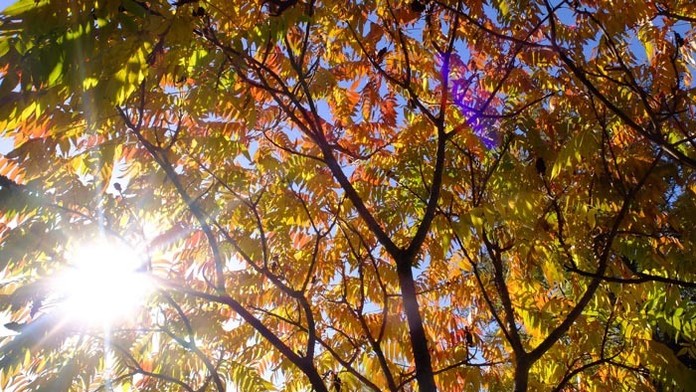 Tento týždeň nás čaká pekné počasie.