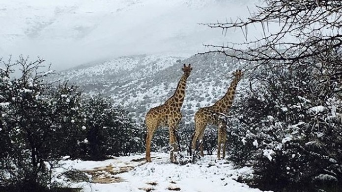 Sneh v Juhoafrickej republike.