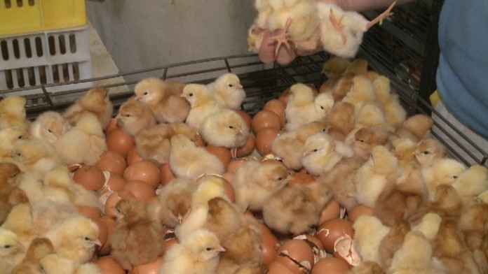 19 Zabijanie kohutikov.transferweb_jpg_bez_watermarku_1.jpg