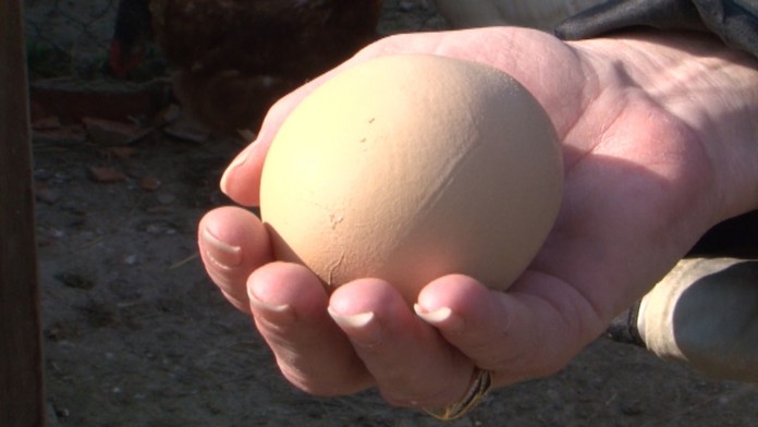 Obrie vajce malo v sebe ďalšie vajce.