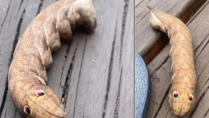 Austrálčanka našla na záhrade bizarného tvora s „očami“ ako z animáku. Vedci nakoniec záhadu rozlúštili