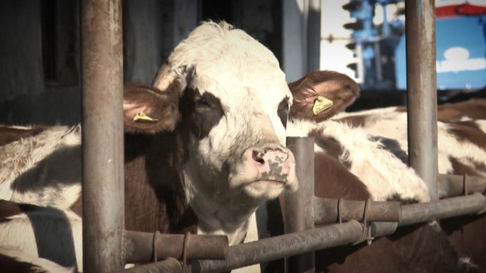 19 Zadlzeni farmari.transfer web_jpg_bez_watermarku_1.jpg