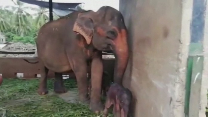 Zrodil sa menší zázrak: Po 80 rokoch sa v zajatí narodili slonie dvojičky