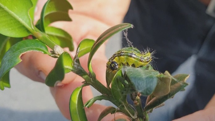 Húsenice zaútočili na historickú zeleň.