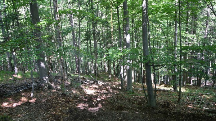 Klimatický štrajk v Indii.