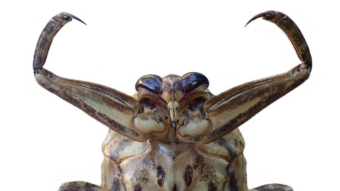 OBRAZOM: Na juhu Európy sa šíri najmohutnejší hmyz starého kontinentu. Loví korytnačky a jeho uhryznutie pripomína zásah elektrinou