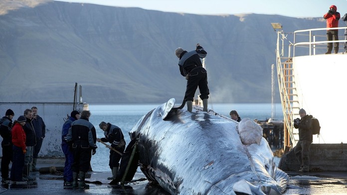 Rybári sťahujú zviera z kože. 