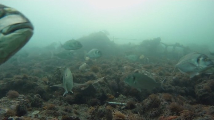 Pražmy kráľovské.