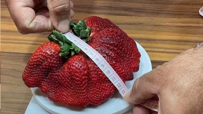 Farmár vypestoval gigantickú jahodu. Tieto hodnoty stačili na zápis do knihy rekordov