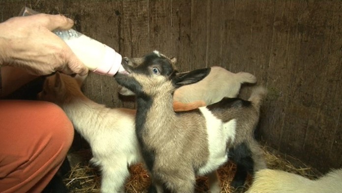 19 SN Kozie patorcata.transferweb_jpg_bez_watermarku_1.jpg