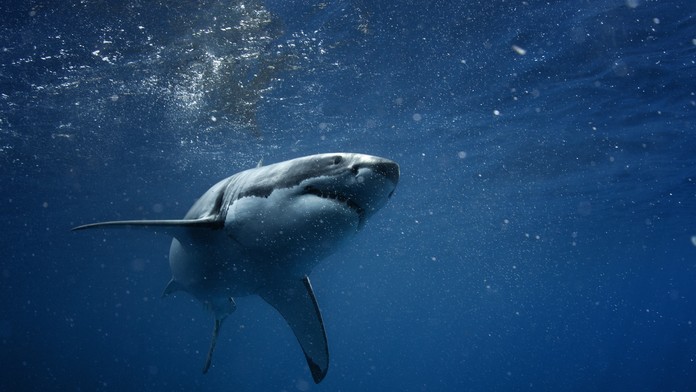 Dovolenka s tragickým koncom: Turistov strhol prúd, jedného našli mŕtveho medzi žralokmi