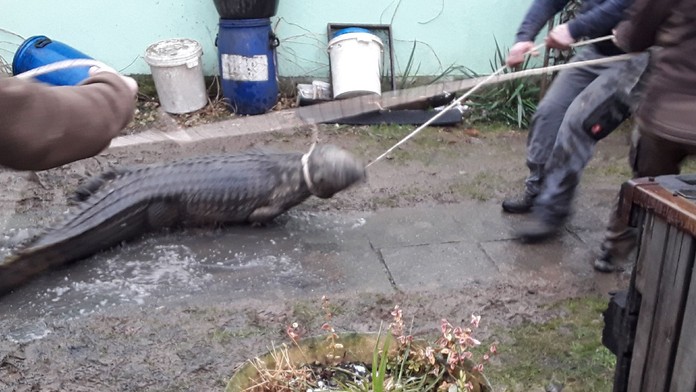 Nájdený krokodíl.