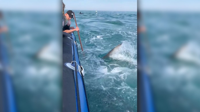 VIDEO: Desivý zážitok na mori. Žralok sa zahryzol do nafukovacej lode plnej turistov