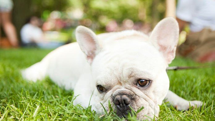 Štúdia uvádza, ktoré psie plemená sa dožívajú najdlhšie. Ak si chcete zaobstarať buldoga, premyslite si to