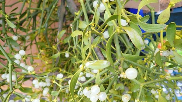 Symbol Vianoc s liečivými účinkami. Imelo ako potenciálny bojovník proti rakovine