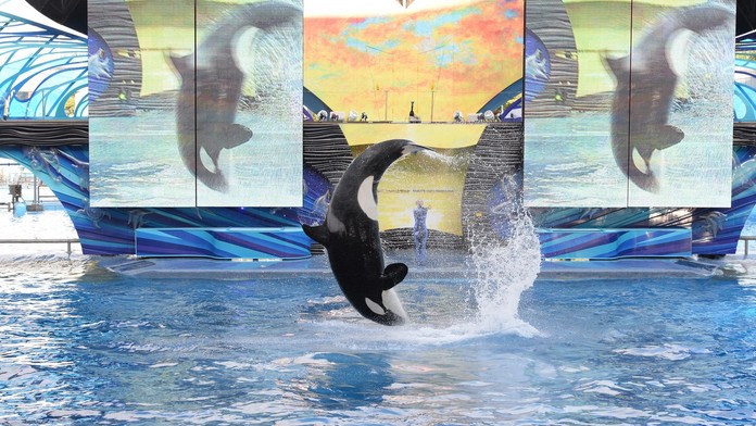 Desivé video zachytávajúce vraždiacu kosatku zmiatlo milióny ľudí. Fiktívny príbeh si začal žiť vlastným životom