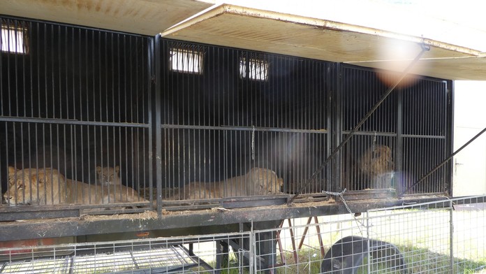 Levy držané v klietke.