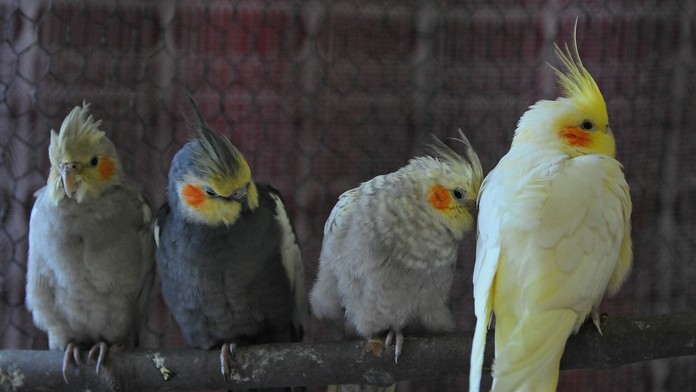 Korely chocholaté - ilustračná foto