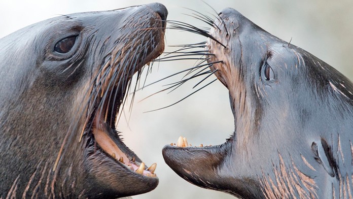 Na pláži v zálive Bahía de Samanco našli stovky rozkladújich sa tiel uškatcov.