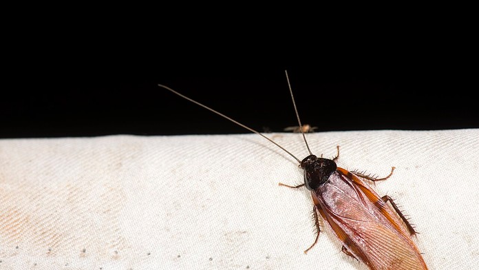 Máte v dome nepríjemný zápach, ktorého sa nedá zbaviť? Možno nie ste jediný nájomník