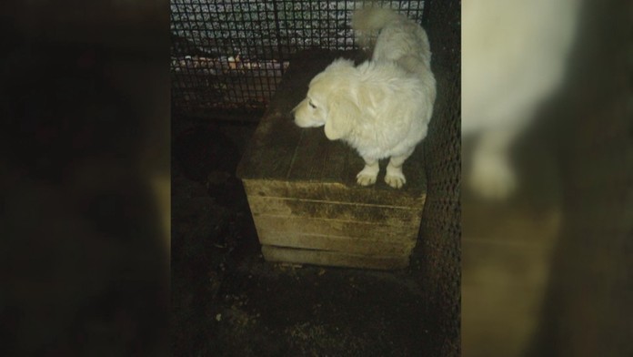 Otrasné podmienky v trebišovskej karanténnej stanici.